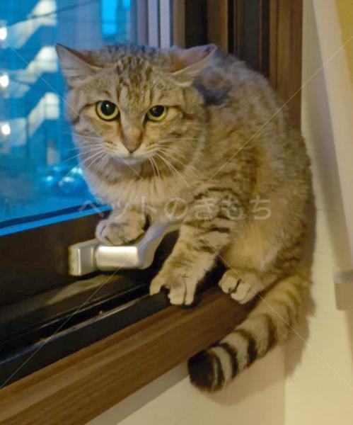 迷子猫の画像