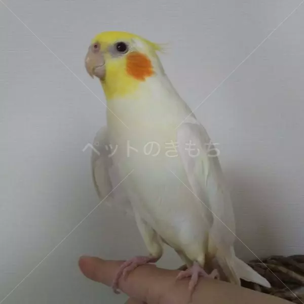 迷子鳥の画像