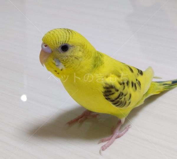 迷子鳥の画像