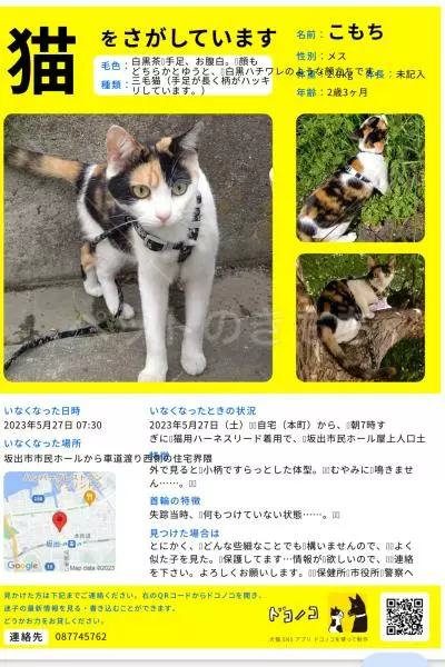 迷子猫の画像