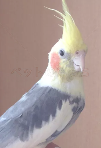 コメント投稿の画像