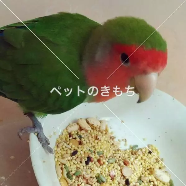 保護鳥の画像