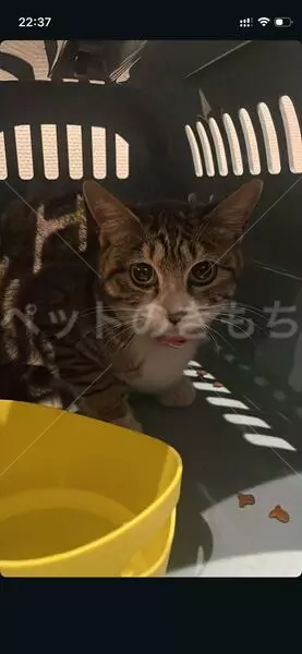 保護猫の画像
