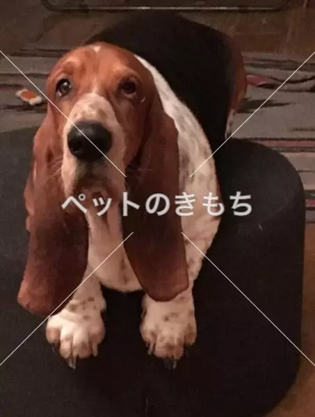 迷子犬の画像