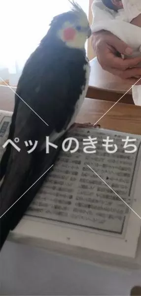 迷子鳥の画像