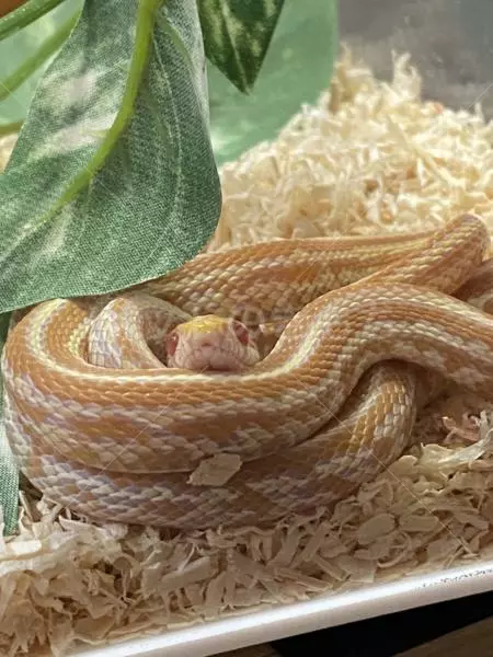 コメントの画像