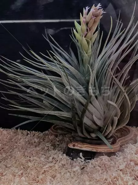 コメントの画像