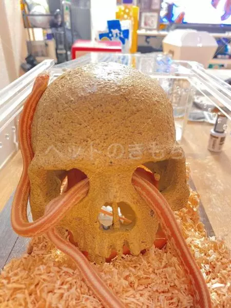 コメントの画像