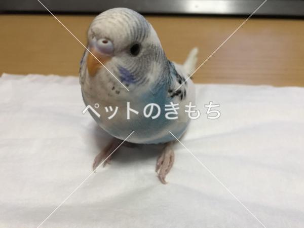 迷子鳥の画像