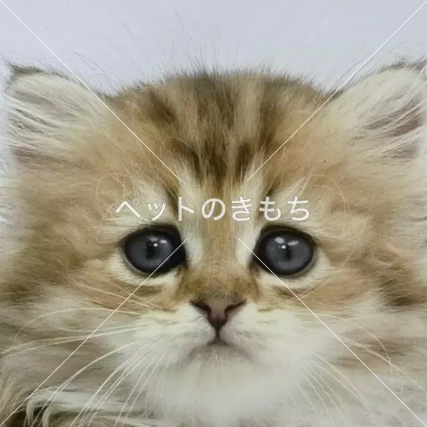 迷子猫の画像