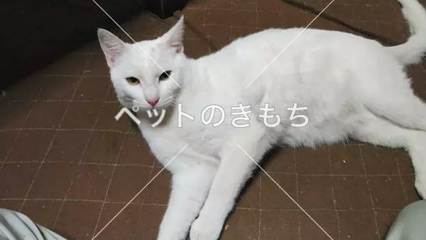 迷子猫の画像