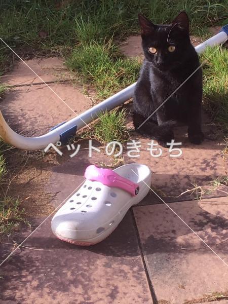 保護猫の写真