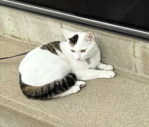 迷子猫の画像
