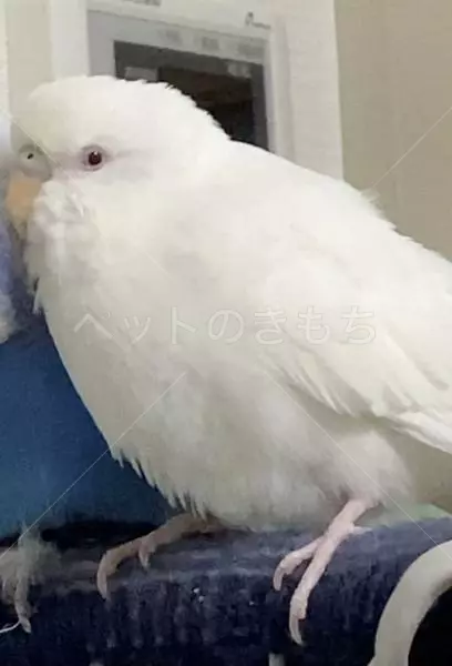 迷子鳥の画像