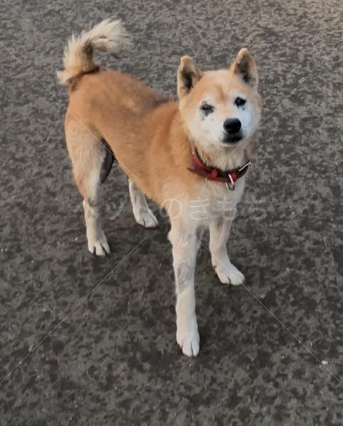 迷子犬の画像