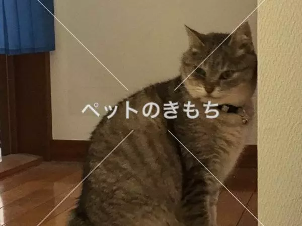 迷子猫の画像