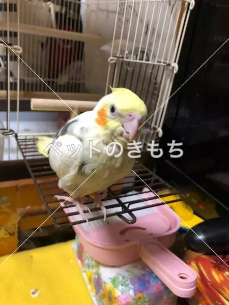 迷子鳥の画像
