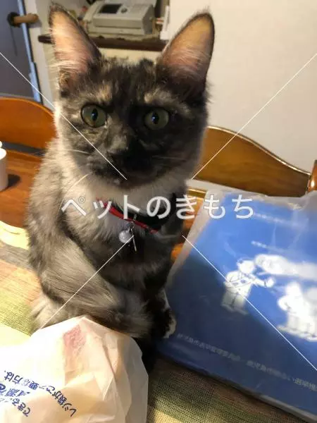 迷子猫の画像