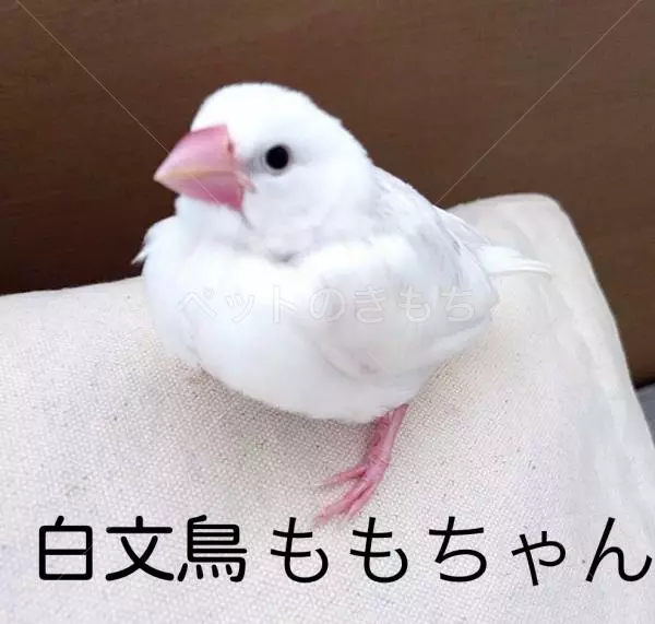 迷子鳥の画像