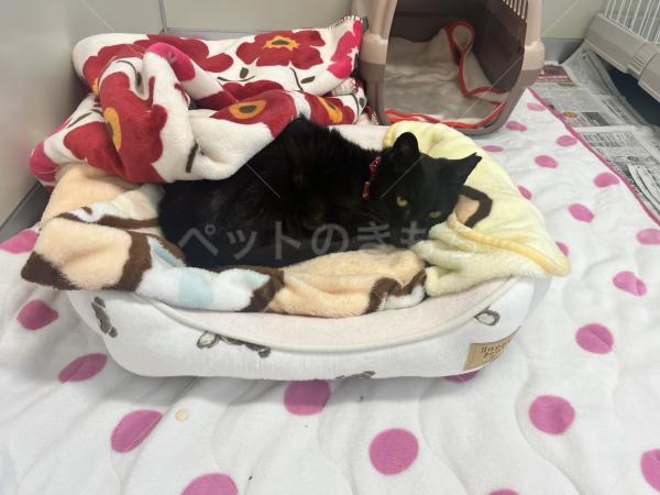 保護猫の画像