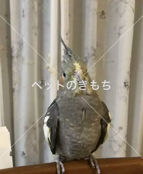 迷子鳥の画像