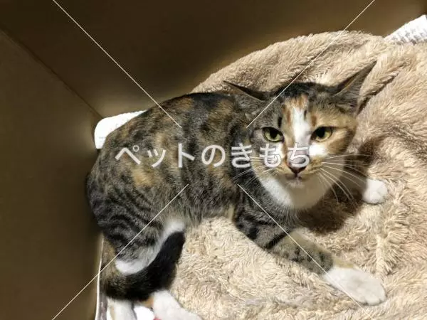 保護猫の画像
