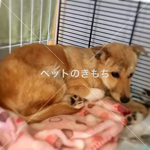 迷子犬の画像