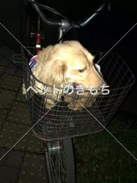 保護犬の画像