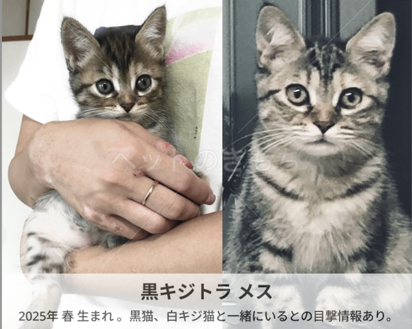 迷子猫の画像