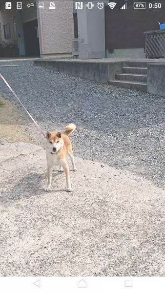 迷子犬の画像