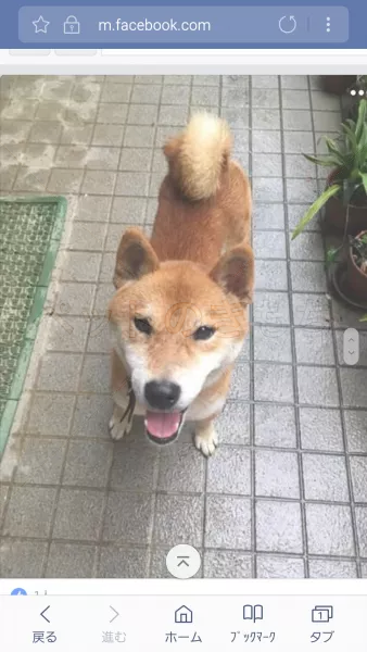 コメント投稿の画像