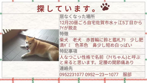 迷子犬の画像