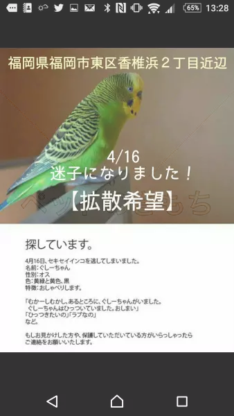 迷子鳥の画像