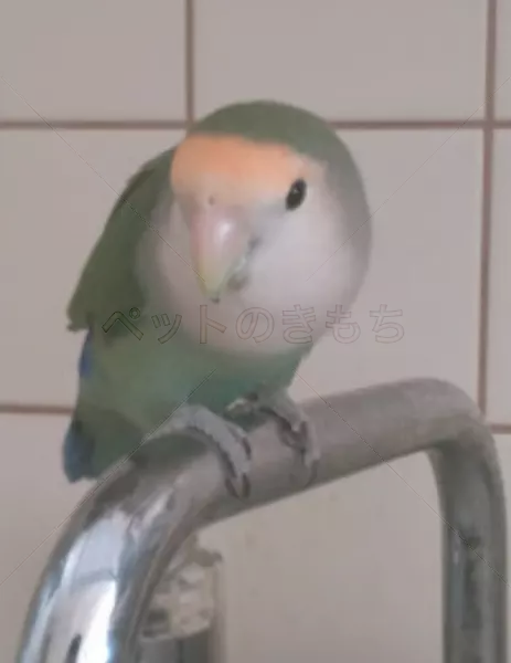 迷子鳥の画像