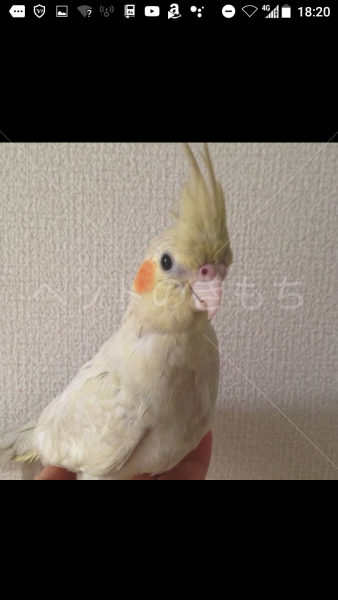 迷子鳥の画像