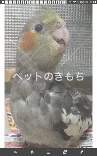 迷子鳥の画像
