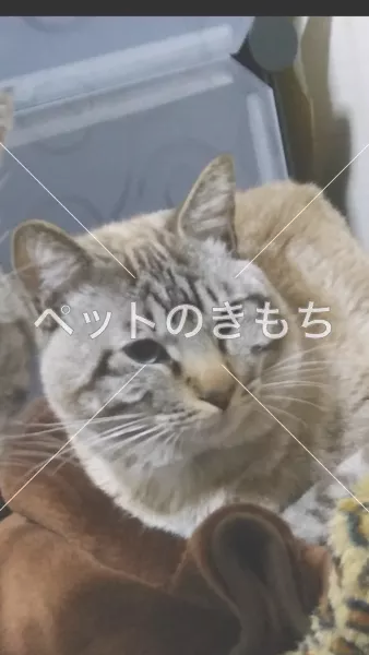 迷子猫の画像
