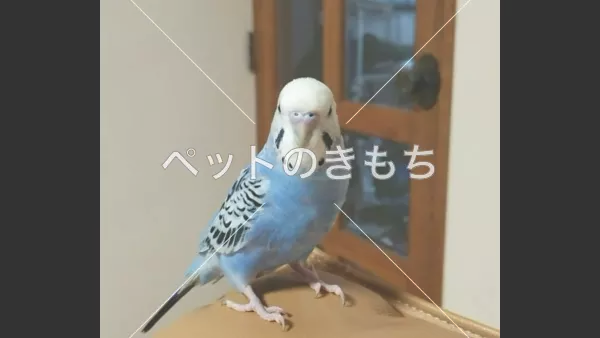 迷子鳥の画像