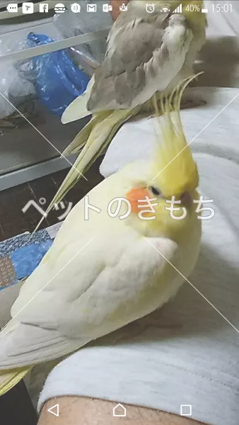 迷子鳥の画像
