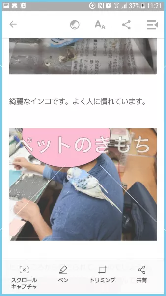 コメント投稿の画像