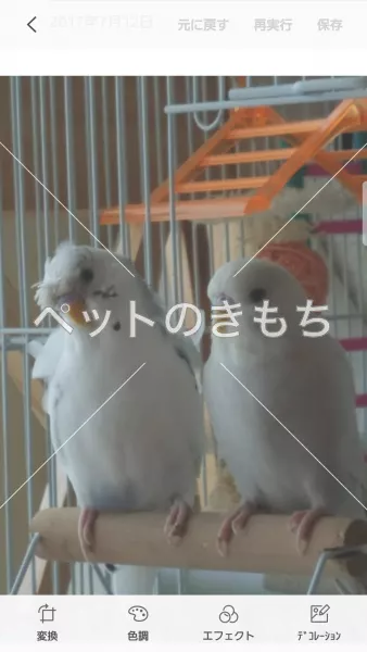 迷子鳥の画像