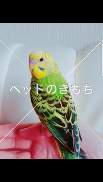 迷子鳥の画像