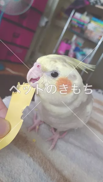 迷子鳥の画像