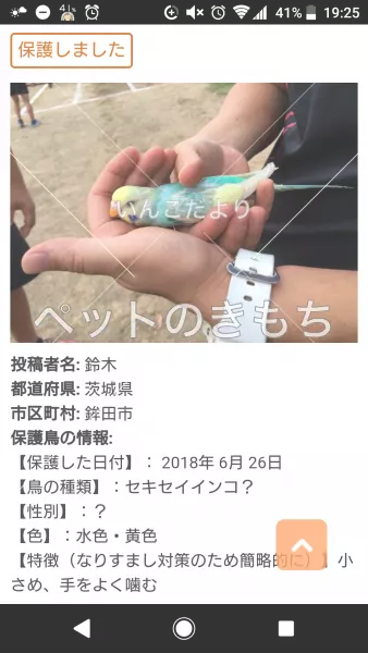 コメント投稿の画像