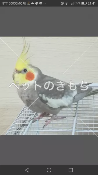 迷子鳥の画像