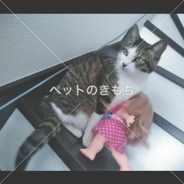 迷子猫の画像
