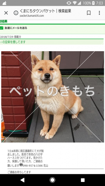 迷子犬の画像