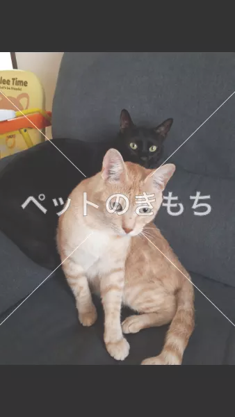 迷子猫の画像
