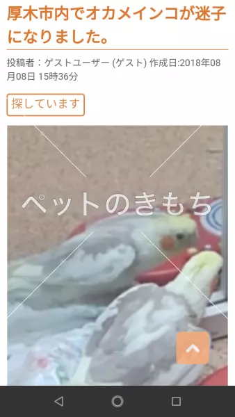 迷子鳥の画像
