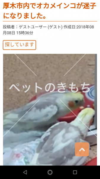 迷子鳥の画像